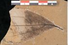 Foto (Detailansicht) von Cinnamomum sp. (NHMW-GEO-2024-0188-11487)